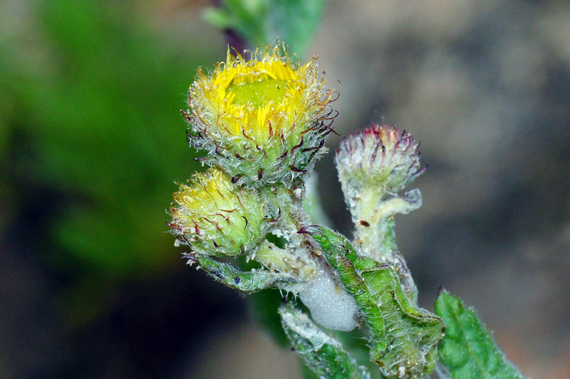 Pulicaria odora / Incensaria odorosa